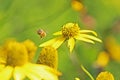 Honey Bee On Yellow Daisy Royalty Free Stock Photo