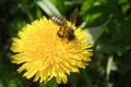 Honey bee on yellow dandelion flower collecting pollen close-up Royalty Free Stock Photo