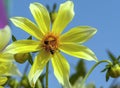 Honey bee on yellow flower blue sky Royalty Free Stock Photo