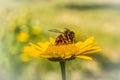 Honey bee on yellow flower collecting nectar against blurry background Royalty Free Stock Photo