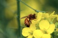 Honey bee Royalty Free Stock Photo