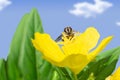 Honey bee on yellow flower collects nectar and with green leaves against blue sky with clouds. Macro photography. Nature
