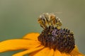 Honey bee yellow flower echinacea Royalty Free Stock Photo