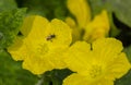Honey Bee on the Yellow Flowers of Gourd