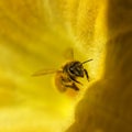 Honey bee on yellow golden pumpkin flower Royalty Free Stock Photo