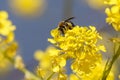 Honey bee on yellow green mustard flower Royalty Free Stock Photo