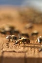 Honey Bee with yellow pollen.