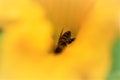 Honey bee in a yellow pumkin blossom Royalty Free Stock Photo