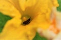 Honey bee in a yellow pumkin blossom Royalty Free Stock Photo