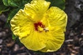 Honey Bee Yellow Red Tropical Hibiscus Flowers Waikiki Oahu Hawaii Royalty Free Stock Photo