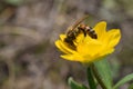 Honey bee on yellow wildflower B Royalty Free Stock Photo