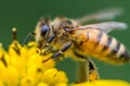 Honey bee on a yellow wildflower Royalty Free Stock Photo