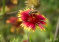 Honey Bee on a Zinnia bloom