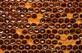 Honey beehive, unfinished honey making in honeycombs