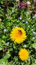 Honey been on flowers yellow dandelion flower on spring meadow. Royalty Free Stock Photo