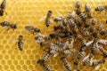 Honey Bees Royalty Free Stock Photo