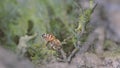 Honey bees Apis melifera taking minerals