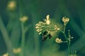 Honey bees, Apis mellifera nectaring