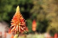 HONEY BEES APPROACHING ALOE FLOWER