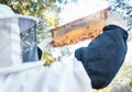 Honey, bees and bee farm employee with honeycomb frame ready for agriculture harvest and production. Sustainability, eco