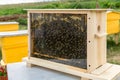 Honey Bees. Honey Bee hive with comb honey and wax in a display behind glass. Royalty Free Stock Photo