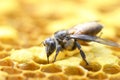 Honey Bees on bee hive. Royalty Free Stock Photo