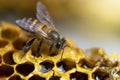 Honey Bees on bee hive. Royalty Free Stock Photo