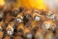 Honey Bees on bee hive in Southeast Asia. Royalty Free Stock Photo