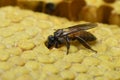 Honey Bees on bee hive in Thailand and Southeast Asia. Royalty Free Stock Photo