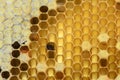 Honey Bees on bee hive in Thailand and Southeast Asia. Royalty Free Stock Photo