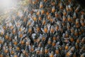 Honey Bees on bee hive in Southeast Asia. Royalty Free Stock Photo