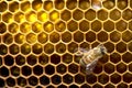 Honey Bees on bee hive in Thailand and Southeast Asia. Royalty Free Stock Photo