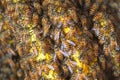 Honey Bees on bee hive in Southeast Asia. Royalty Free Stock Photo