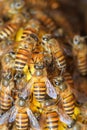 Honey Bees on bee hive in Southeast Asia. Royalty Free Stock Photo