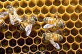 Honey Bees on bee hive in Thailand and Southeast Asia. Royalty Free Stock Photo