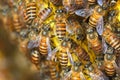 Honey Bees on bee hive in Thailand and Southeast Asia. Royalty Free Stock Photo