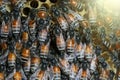 Honey Bees on bee hive in Southeast Asia. Royalty Free Stock Photo