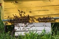 Honey bees at beehive entrance