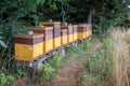 Honey bees and beehives, the bees hard at work collecting honey from the nectar of flowers Royalty Free Stock Photo