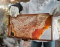Honey, bees and beekeeper hands with honeycomb on production farm. Farming, food nutrition industry and natural