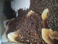 Honey bees are building a hive