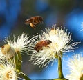 Honey Bees Busy Pollinating the Sugar Gum Tree (Eucalyptus cladocalyx) Royalty Free Stock Photo