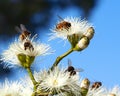 Honey Bees Busy Pollinating the Sugar Gum Tree (Eucalyptus cladocalyx) Royalty Free Stock Photo
