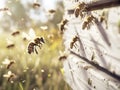 Honey bees returning to their white hives in open field