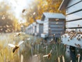 Honey bees returning to their white hives in open field