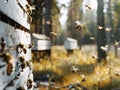 Honey bees returning to their white hives in open field