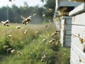 Honey bees returning to their white hives in open field