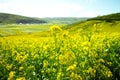 Canola flower and bee