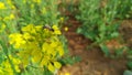 Honey bees on canola flowers. flowers and buds farm field