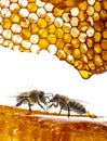 Honey and bees close up in detail